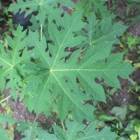 Carica papaya L.